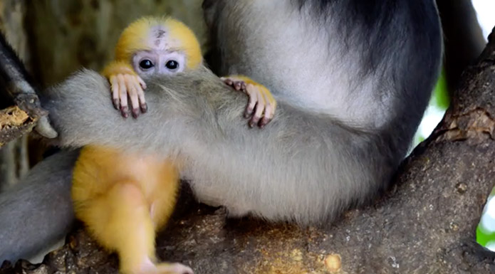 screenshot from Zoo Babies video